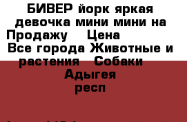 БИВЕР йорк яркая девочка мини мини на Продажу! › Цена ­ 45 000 - Все города Животные и растения » Собаки   . Адыгея респ.